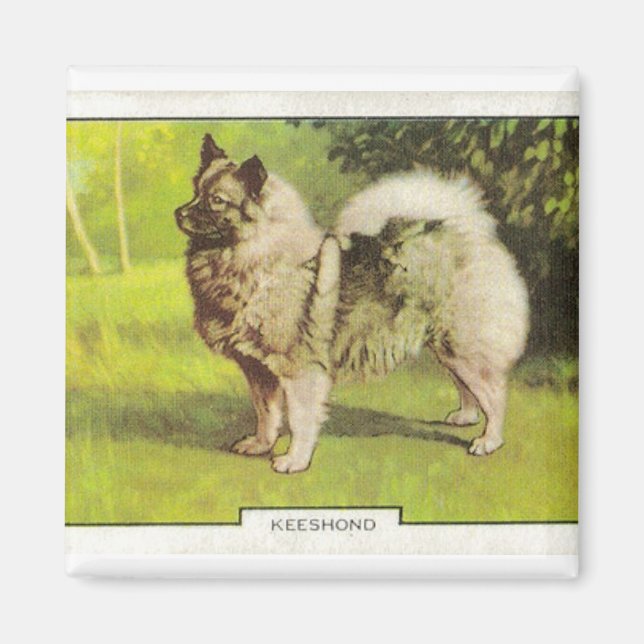 Íman Keeshond (Frente)