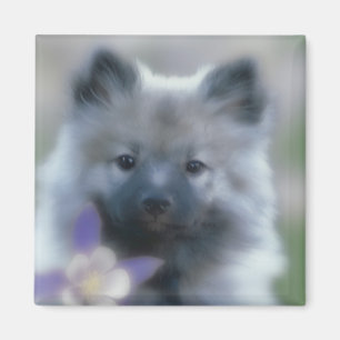Íman Keeshond e Columbine - Fotografia de Cães