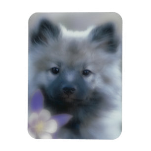 Íman Keeshond e Columbine - Fotografia de Cães