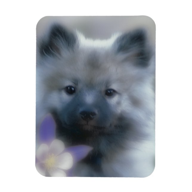 Íman Keeshond e Columbine - Fotografia de Cães (Vertical)