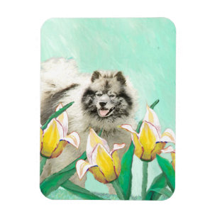 Íman Keeshond em Tulips pintando lindas artes caninas o