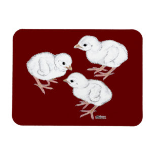 Íman Keets de Guiné Branca