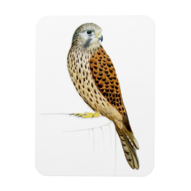 Íman Kestrel 2011 (Vertical)