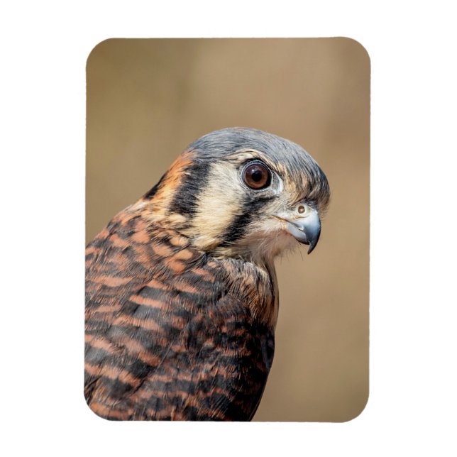 Íman Kestrel Americano (Vertical)