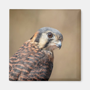 Íman Kestrel Americano