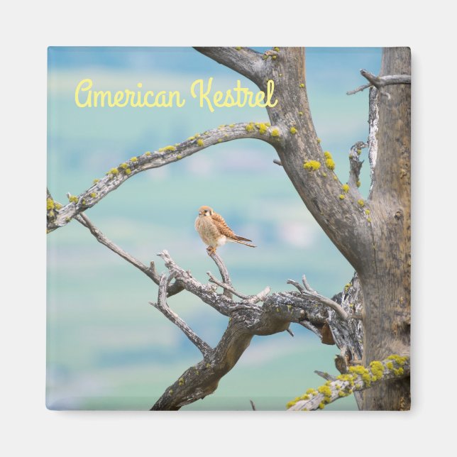 Íman Kestrel Americano (Frente)