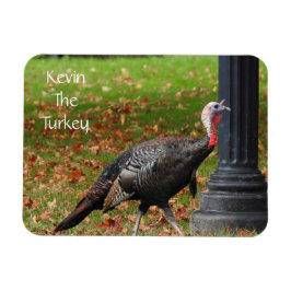 Íman Kevin The Turkey - Old Wethersfield, CT