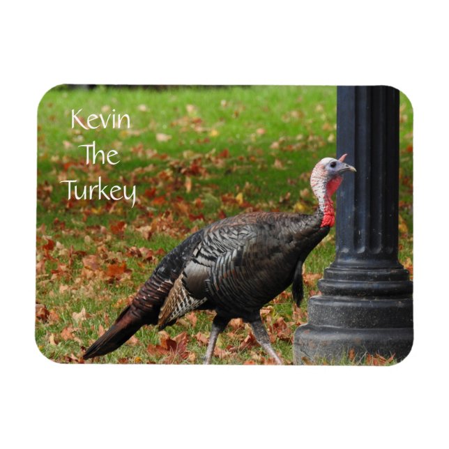 Íman Kevin The Turkey - Old Wethersfield, CT (Horizontal)