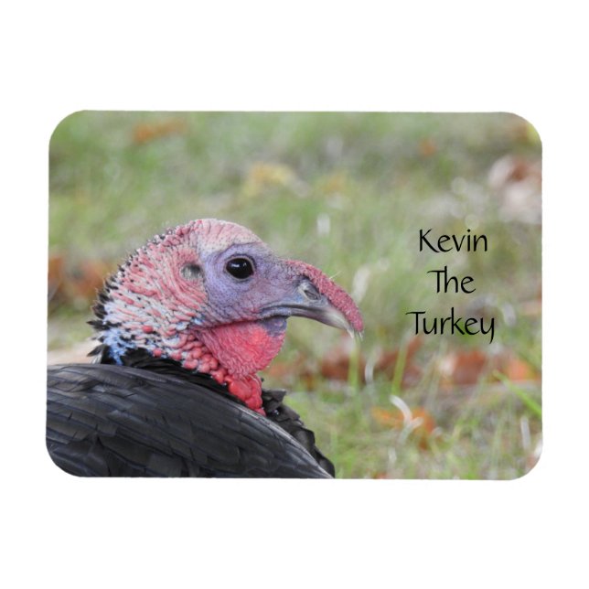 Íman Kevin The Turkey - Old Wethersfield, CT (Horizontal)