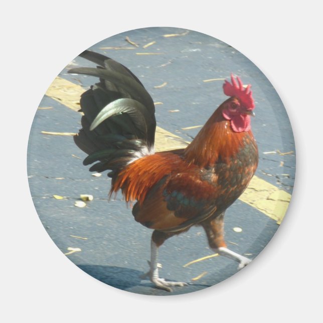 Íman Key West Chicken (Frente)
