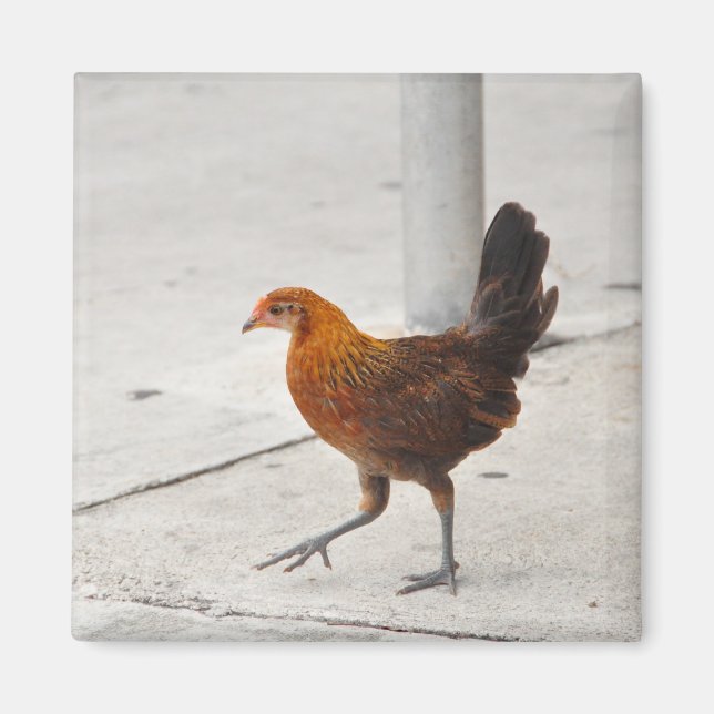 Íman Key West Chicken No Sidewalk Florida Magnet (Frente)