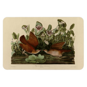 Íman Key-west Dove, Quail-Dove Audubon Birds da América