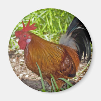 Íman Key West Rooster