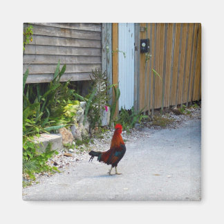 Íman Key West Rooster Magnet