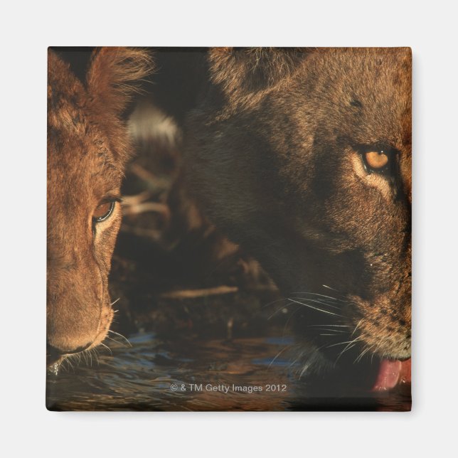 Íman Khwai River, Moremi Willife Reserve, Botswana (Frente)