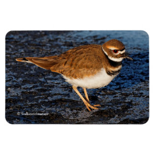 Íman Killdeer no Mudflats gelado
