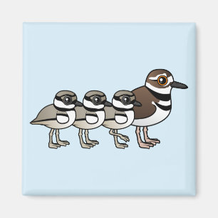 Íman Killdeer & três pintinhos