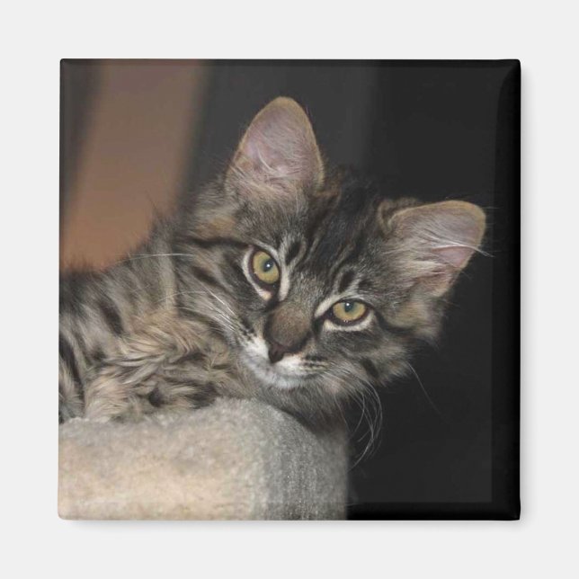 Íman Kimber Chillin' Kitten Magnet (Frente)
