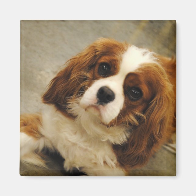 Íman King Charles Cavalier Spaniel Magnet (Frente)