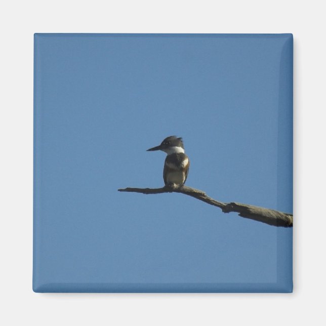 Íman King Fisher (Frente)