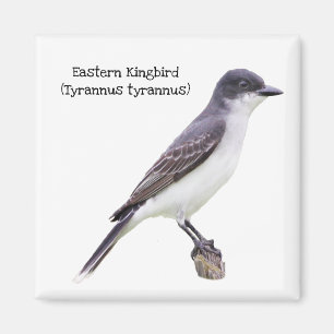 Íman Kingbird oriental