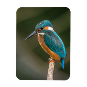Íman KIngfisher