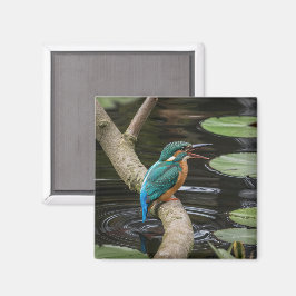 Íman Kingfisher Bird
