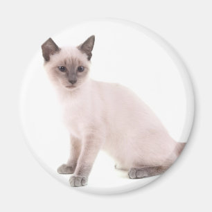 Íman kitten