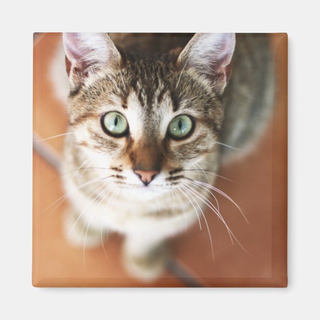 Íman Kitten (Frente)