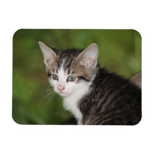 Íman Kitten