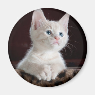 Íman Kitten Branco Vulnerável