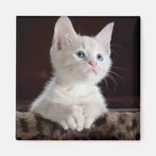 Íman Kitten Branco Vulnerável