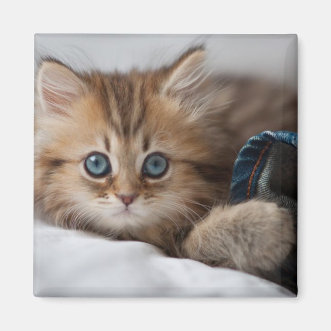 Íman Kitten Com Olhos Azuis (Frente)