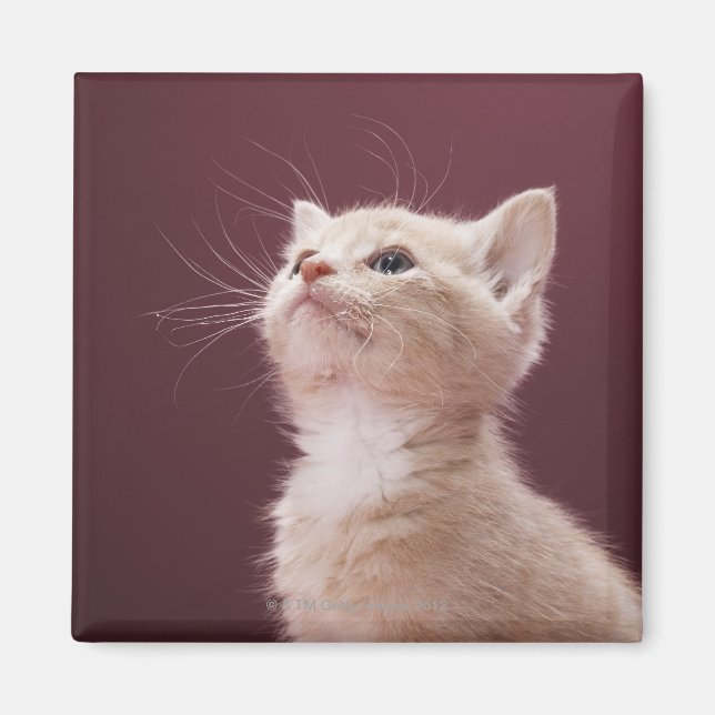 Íman Kitten com Whiskers (Frente)