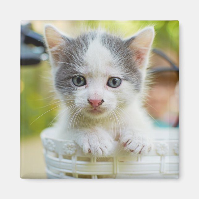 Íman Kitten Dirige Uma Bike (Frente)