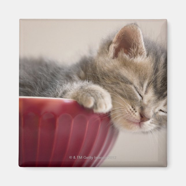 Íman Kitten Dormindo em Bowl (Frente)