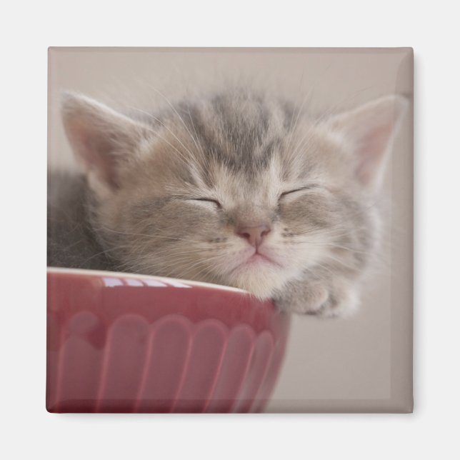 Íman Kitten Dormindo Em Uma Bolinha (Frente)