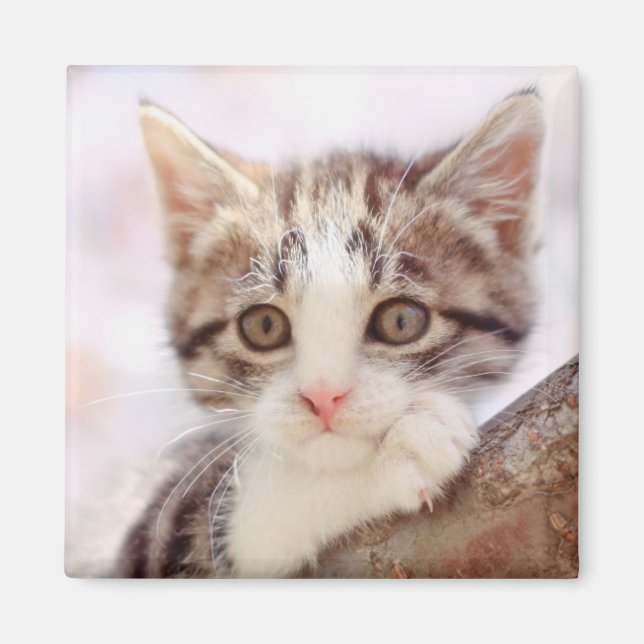 Íman Kitten Em Uma Árvore (Frente)