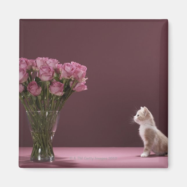 Íman Kitten olhando vaso de rosas (Frente)
