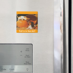 Íman Kitten, Pumpkin e Puppy