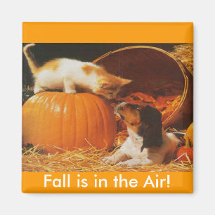 Íman Kitten, Pumpkin e Puppy