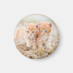 Íman Kitten, Red, Two