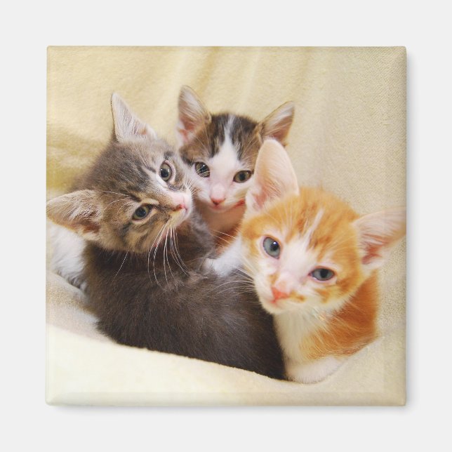 Íman Kitten Trio Magnet (Frente)