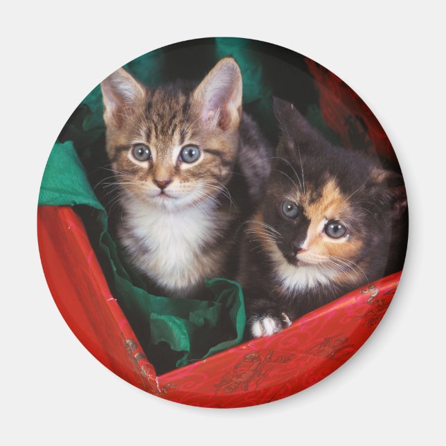 Íman Kittens Natal (Frente)