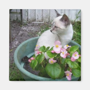 Íman Kittie e pote de flor