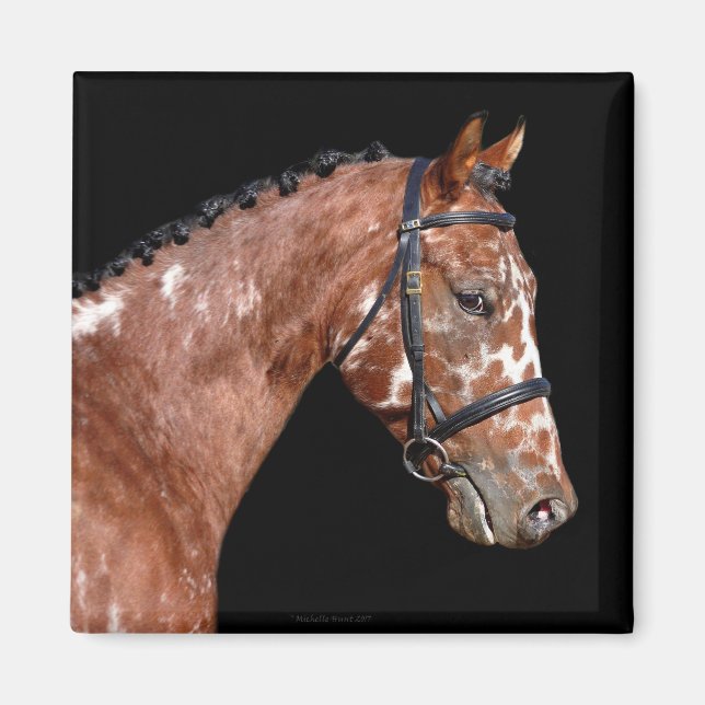 Íman Knabstrupper Stallion Horse Magnet (Frente)