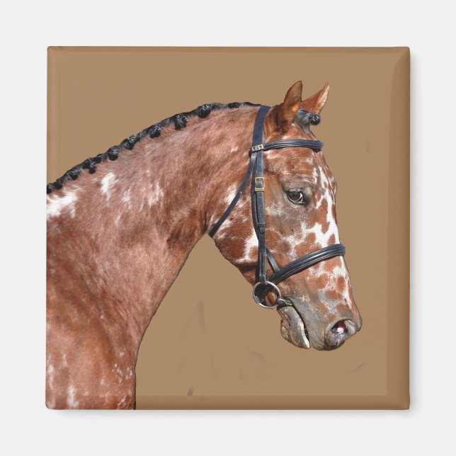 Íman Knabstsuperior Stallion Magnet (Frente)