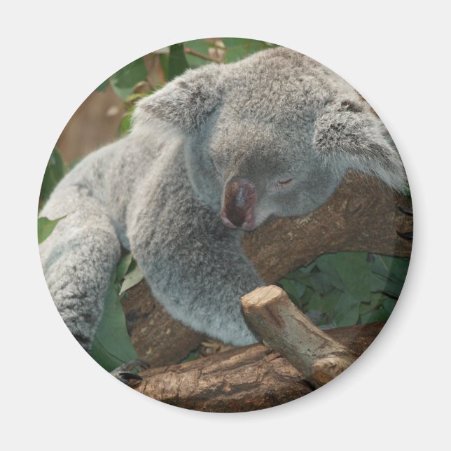 Íman Koala (Frente)