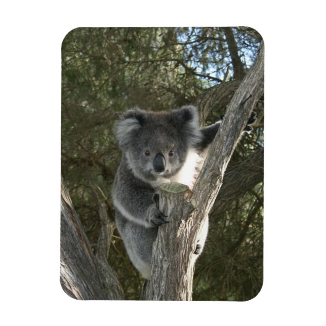 Íman Koala (Vertical)