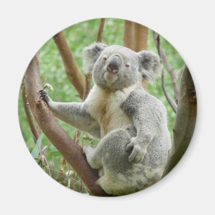 Íman Koala
